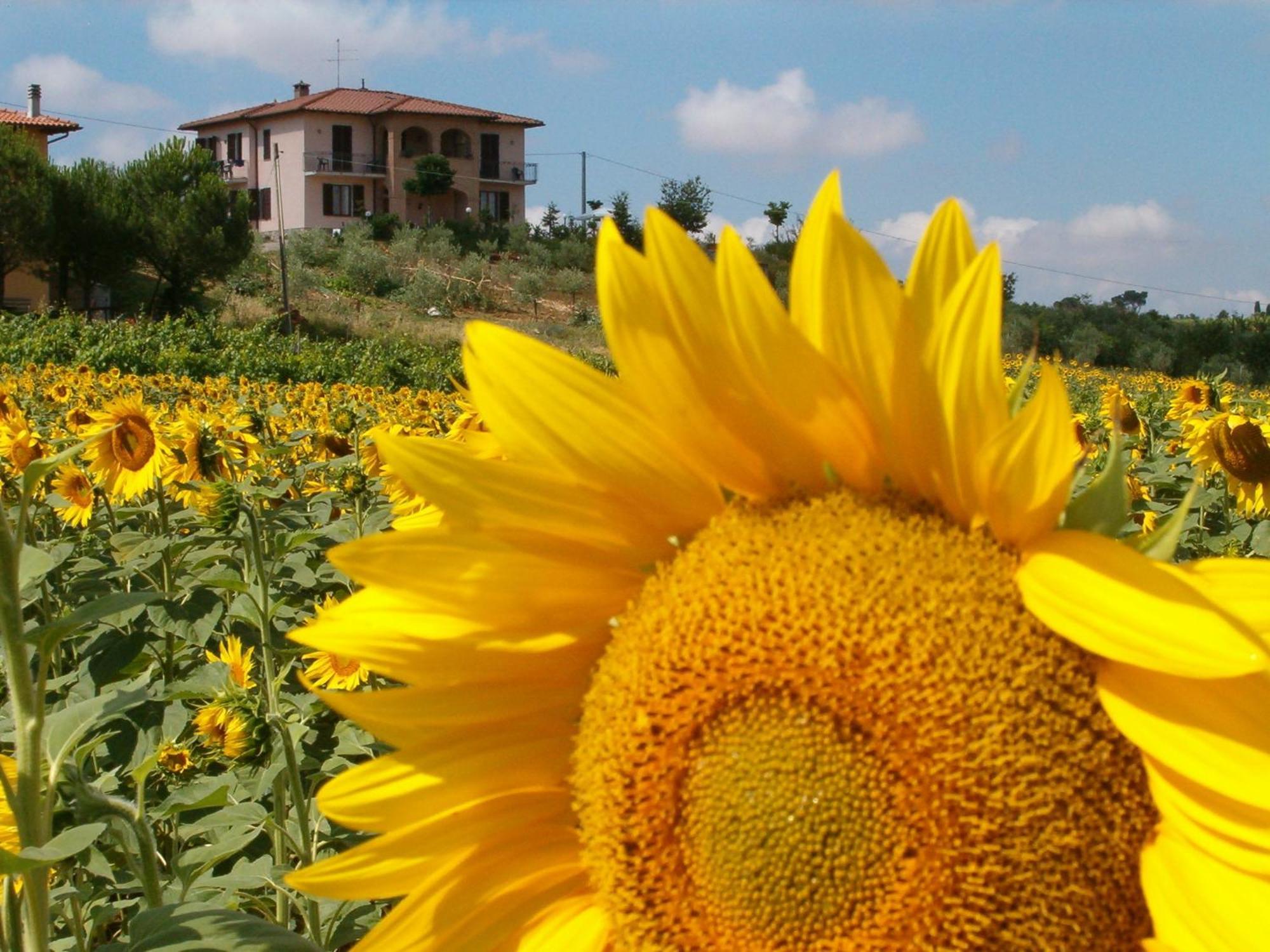 B&B Il Girasole - Rooms & House In Country - 1500 Meters From The City Montepulciano Stazione Exterior foto